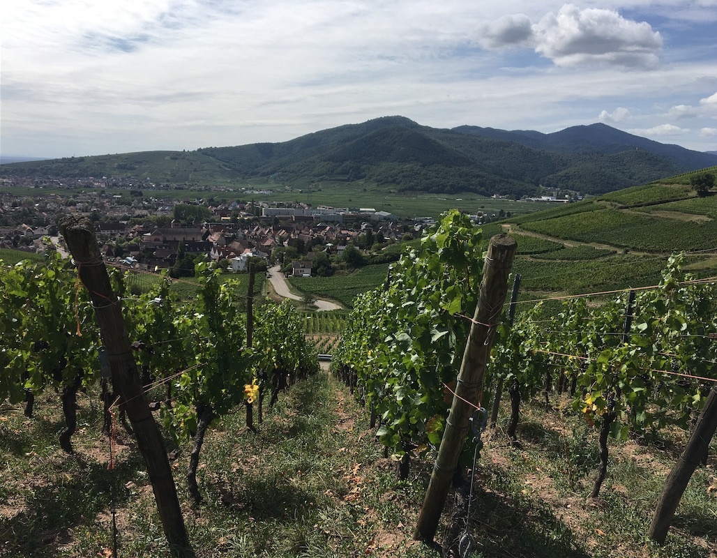World of Wine Series: England, Alsace & Germany 