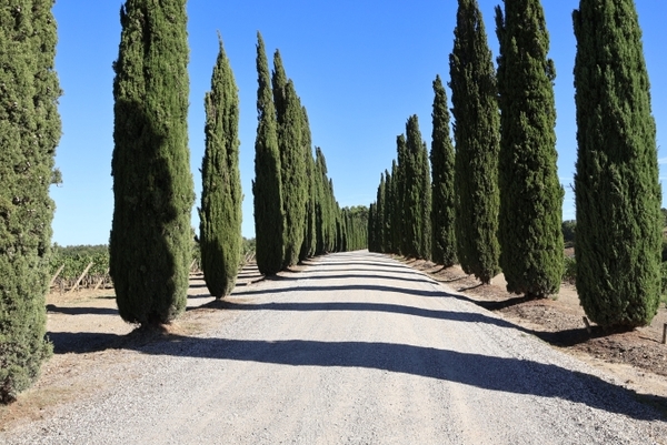Sangiovese Masterclass