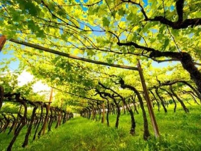 Italian Wine Explorer - Veneto and North East Italy