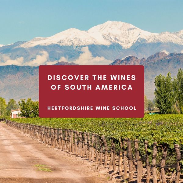 Discover the Wines of South America