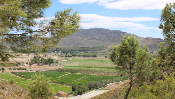 Wine Holiday - Discover Murcia