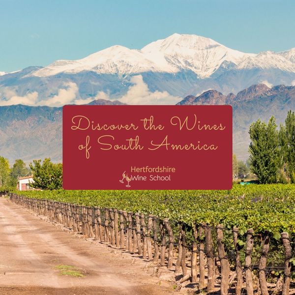 Discover the Wines of South America