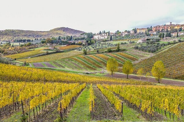 Chianti Classico - The wines, region and producers