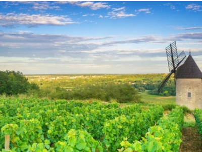 Wonderful World of Wine - Burgundy & Loire