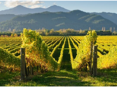 Wonderful World of Wine - Australia & NZ 