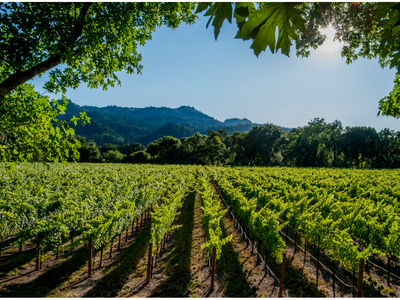 World of Wine - North America & South Africa 