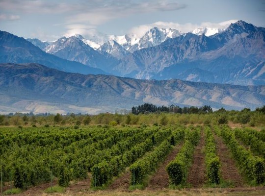 World of Wine - Chile and Argentina