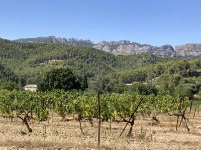Wines of the Rhône