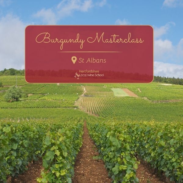 Burgundy Masterclass (St Albans)