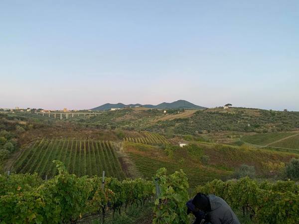 Meet the Winemaker: Donato d'Angelo, Basilicata and Aglianico