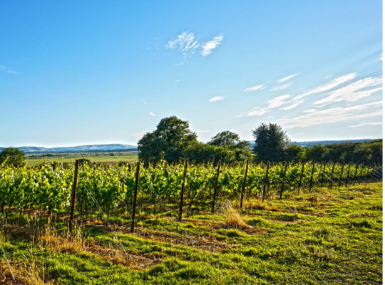 English Wine Week Tasting