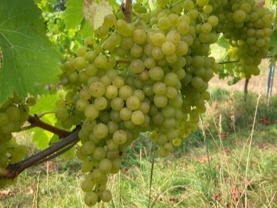 Introduction to Sparkling, White and Rosé Wines