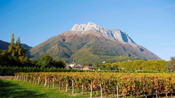 Alpine Wines