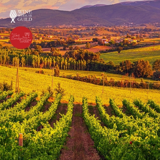Italian Wine Scholar - Unit 2 - Umbria, Lazio & Molise