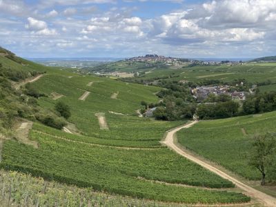 French Wine Explorer - Champagne, Loire and Alsace