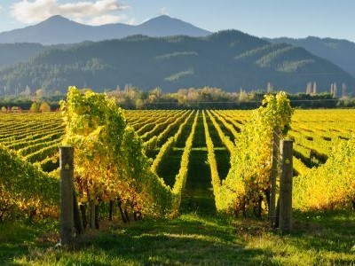 World of Wine - Australia and New Zealand