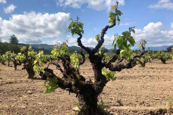 Old Vines Masterclass - with the Old Vine Conference