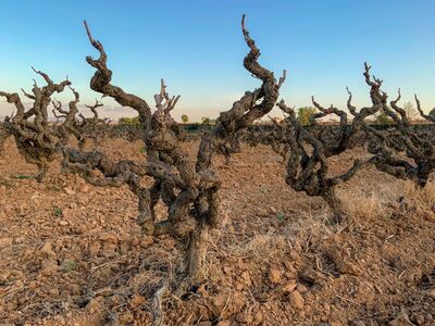 Still Going Strong - Italian Old Vines Masterclass