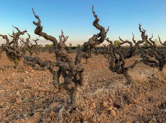 Still Going Strong - Italian Old Vines Masterclass