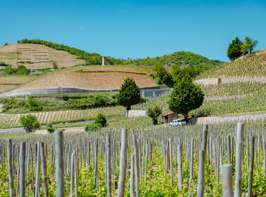 The Rhône Revealed