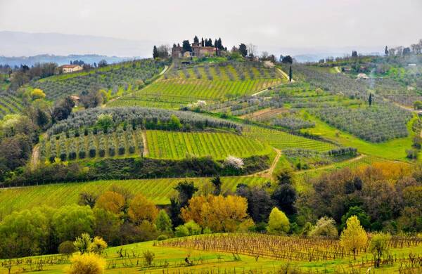 Old Vines of Italy