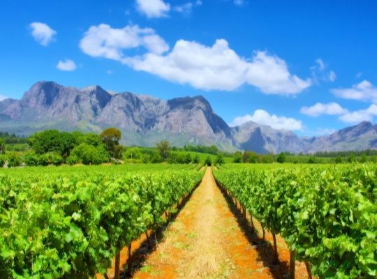 Explore the Wines of South Africa & USA