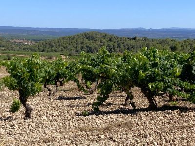 French Wine Explorer - Rhone, Provence and Languedoc