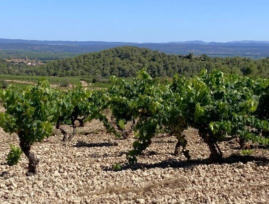 French Wine Explorer - Rhone, Provence and Languedoc