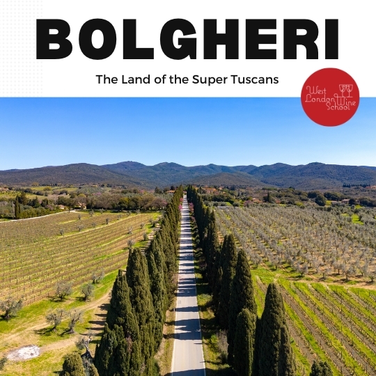Bolgheri: Land of the Super Tuscans with Jimmy Smith