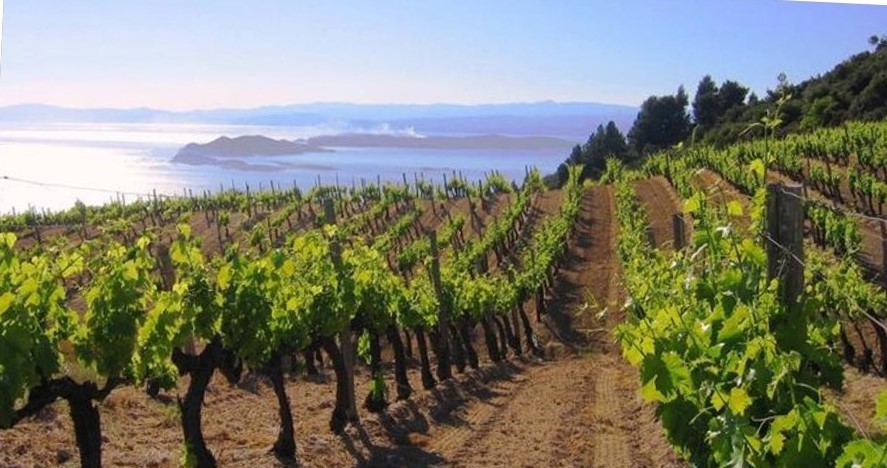 Italian Wine Scholar:  Puglia, Basilicata & Calabria