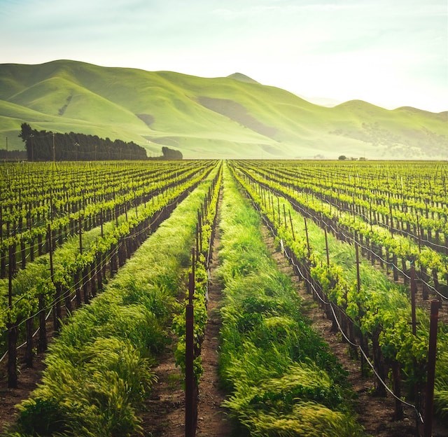 World of Wine Deeper Dive: New Zealand