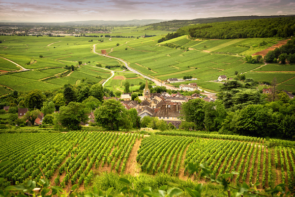 Burgundy: Top to Bottom 