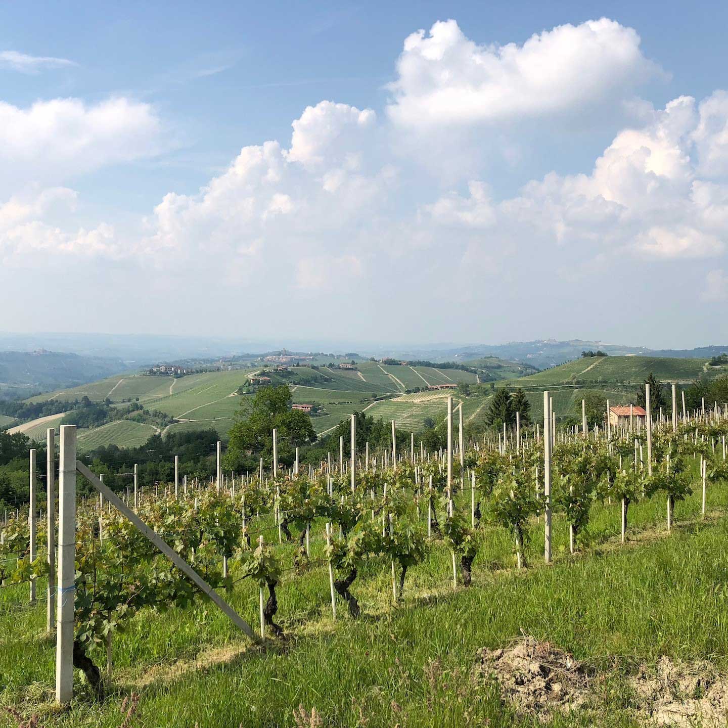 World of Wine Deeper Dive: Italy Session 1 - The North Excluding Veneto