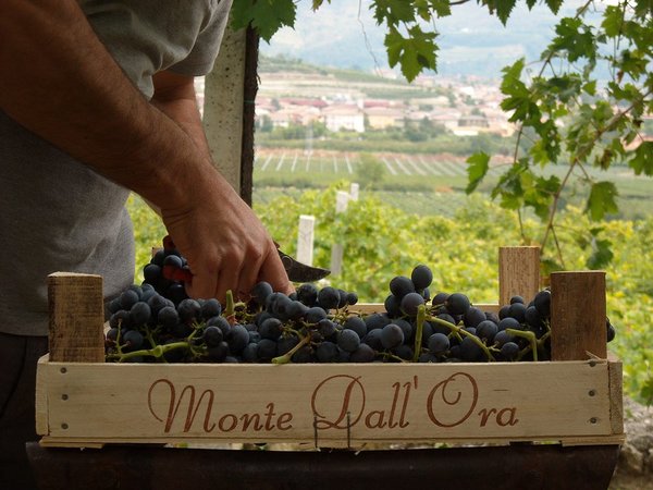 ONLINE: Valpolicella Masterclass: Amazing Amarone - Monte dall'Ora