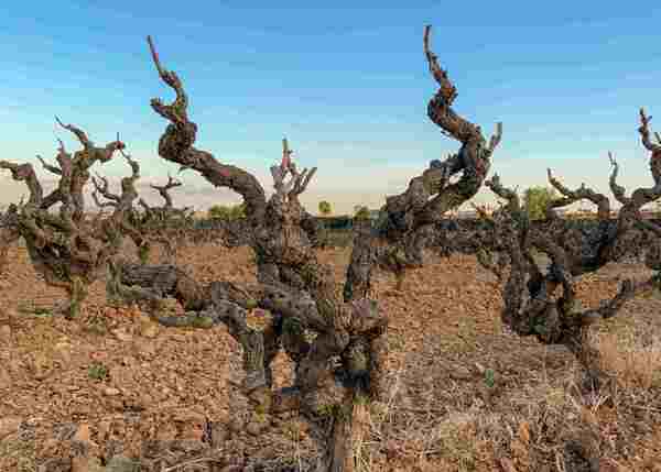 Old Vine Conference Italy Special