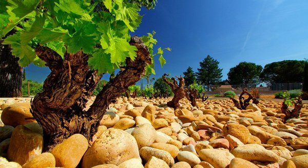 Old Vine Wines