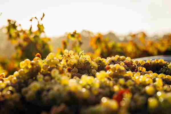 International Albariño Day Masterclass