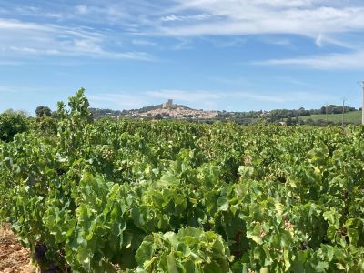 World of Wine (Europe) - Four Week Package    