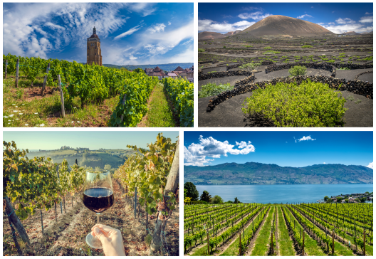  4-week World of Wine 2 course 