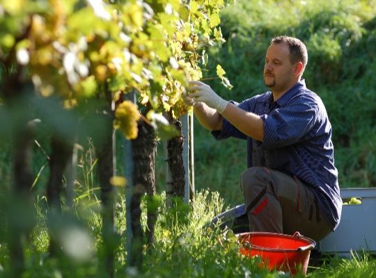  4 Week Wine Course: Grapes of the World    