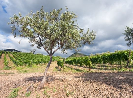 Summer Party Wines from the Med!